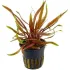 Cryptocoryne spiralis Tiger