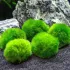 5 pezzi Cladophora aegagropila Marimo moss muschio taglia M