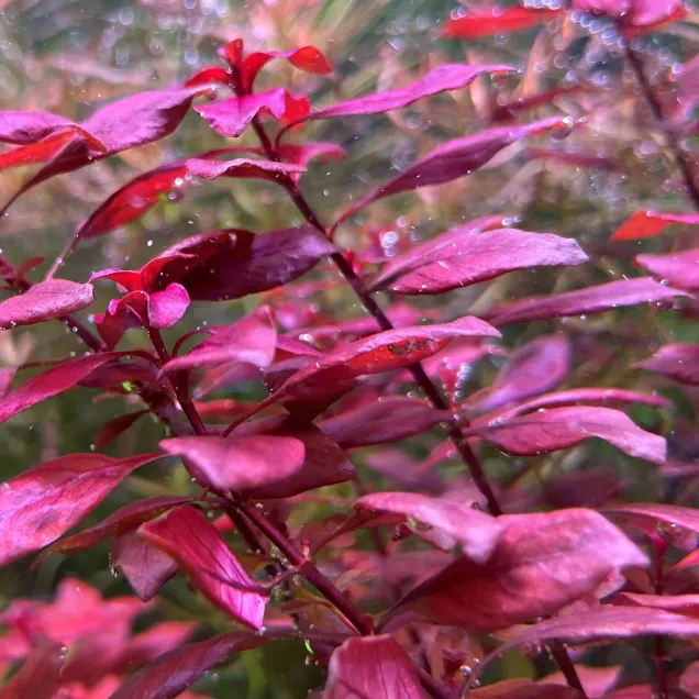 Ludwigia palustris Super Red