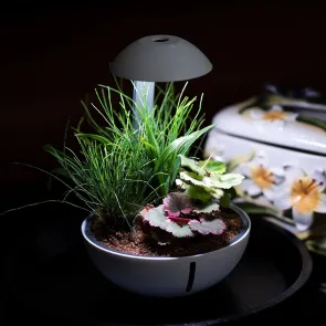Chihiros Tiny Terrarium Egg Mini Terrario con Illuminazione LED esempio allestimento