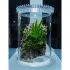 Chihiros Glass Pot Dew - Terrario in vetro per piante esempio allestimento