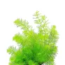 Myriophyllum Guyana