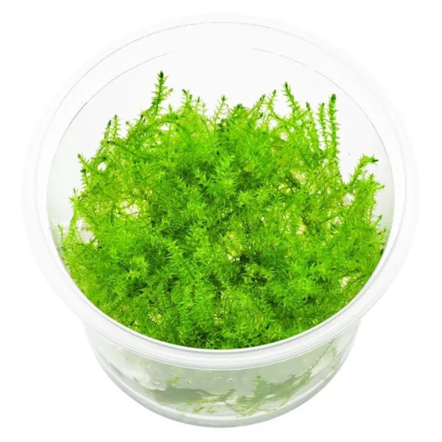 Leptodictyum riparium stringy moss - in vitro cup