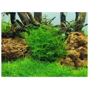 Leptodictyum riparium stringy moss - in vitro cup