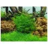 Leptodictyum riparium stringy moss - in vitro cup