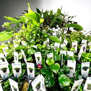 Assortimento piante per Scalari - 3 piante