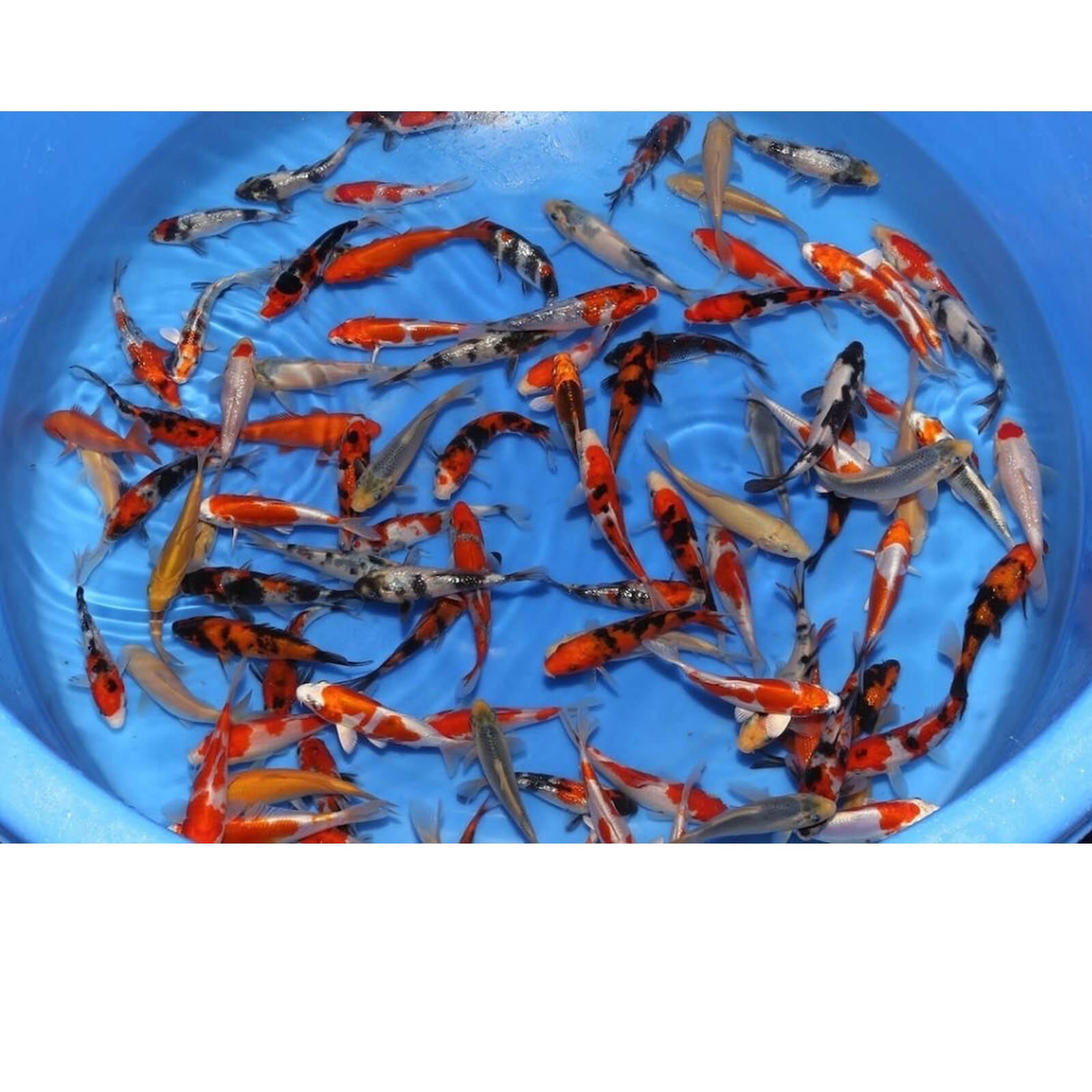 Carpe KOI grado A selezionate 10-12 cm - mix
