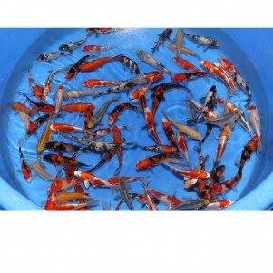 Carpe KOI grado A selezionate 10-12 cm - mix