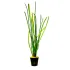 Vallisneria spiralis