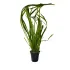 Vallisneria spiralis