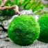 Cladophora aegagropila Marimo moss muschio taglia M