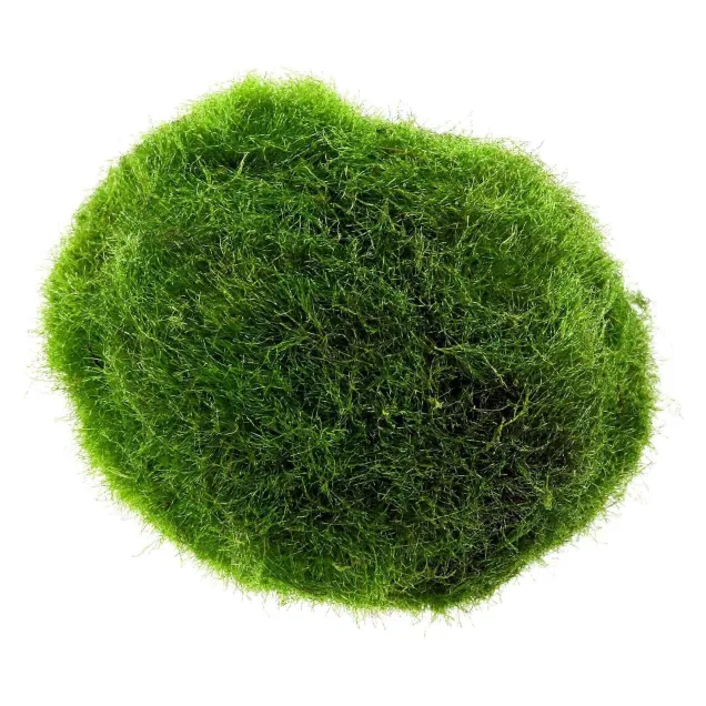 Cladophora aegagropila Marimo moss muschio taglia M