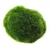 Cladophora aegagropila Marimo moss muschio taglia M