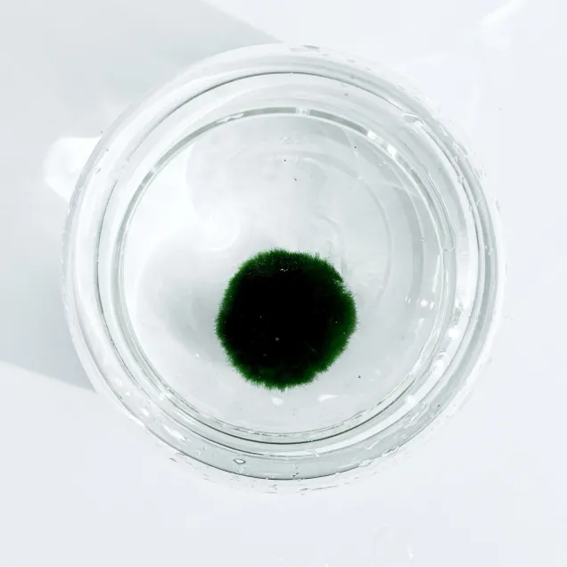 Marimo Premium – Selezione Ultra