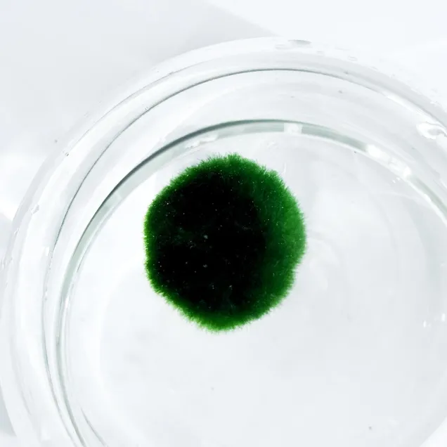 Marimo Premium – Selezione Ultra