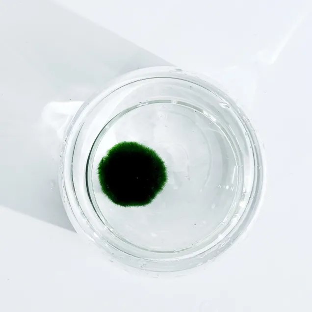 Marimo Premium – Selezione Ultra