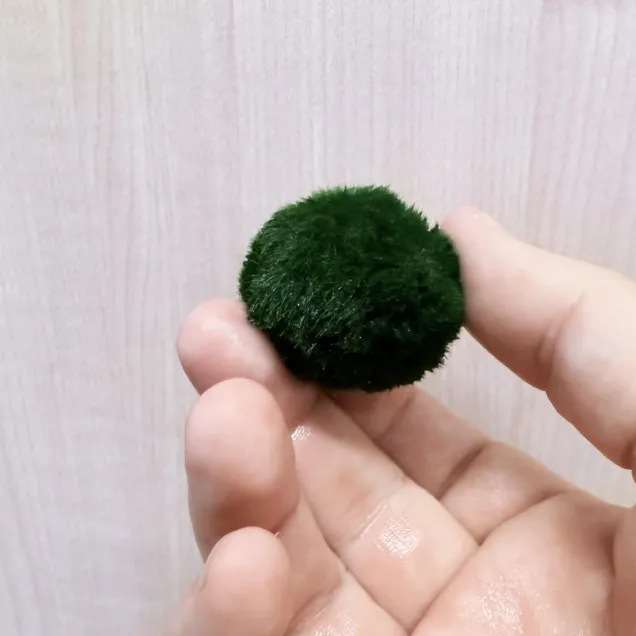 Marimo Premium – Selezione Ultra