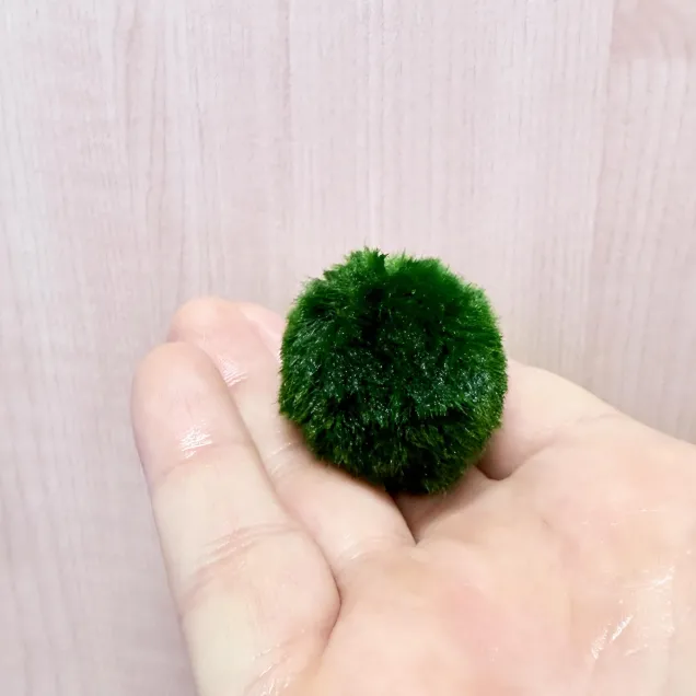 Marimo Premium – Selezione Ultra