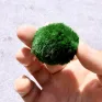Marimo Premium – Selezione Ultra