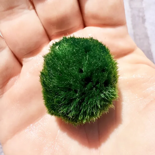 Marimo Premium – Selezione Ultra