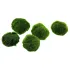 10 pezzi Marimo moss Cladophora Aegagropila Alga palla Muschio 2-3 cm Pianta acquario