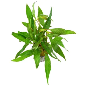 Hygrophila corymbosa Angustifolia coltivata in acquario, foglie strette e verdi in primo piano