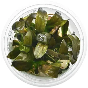 Echinodorus 'Reni' in vitro, pianta a rosetta con foglie rosso scuro per acquario