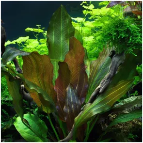 Echinodorus 'Reni' in vitro, pianta a rosetta con foglie rosso scuro per acquario 2
