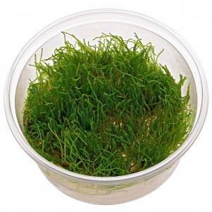 Taxiphyllum sp. 'Giant' in vitro, muschio da acquario a foglie larghe per rocce e radici