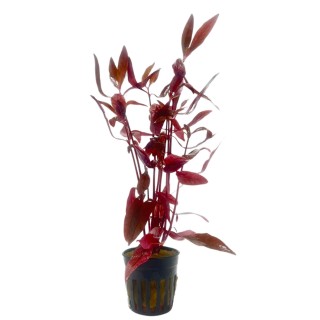 Alternanthera sessilis pianta rossa a crescita veloce per acquari e paludari