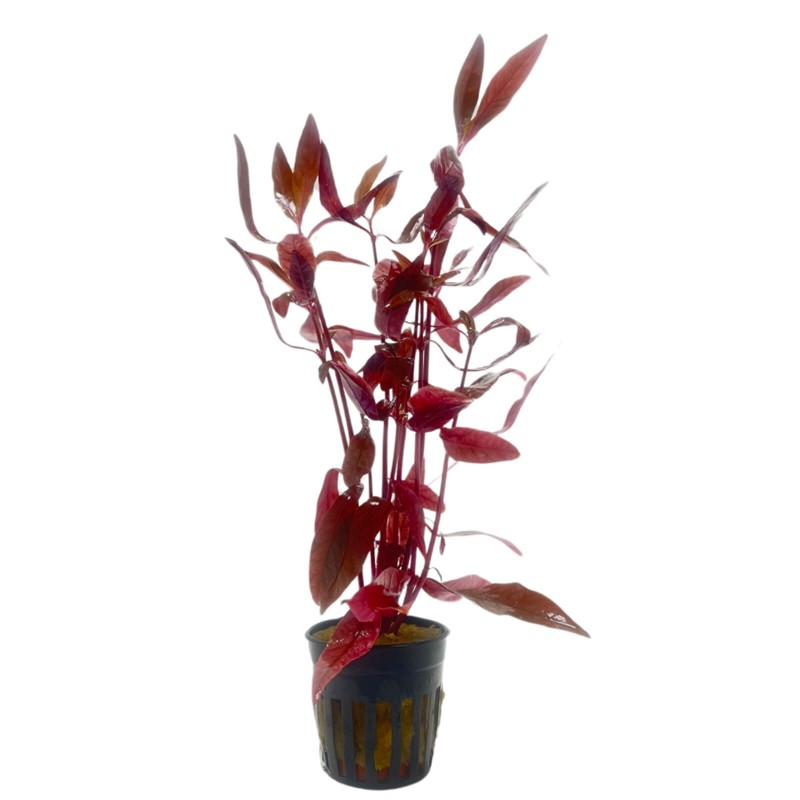 Alternanthera sessilis pianta rossa a crescita veloce per acquari e paludari