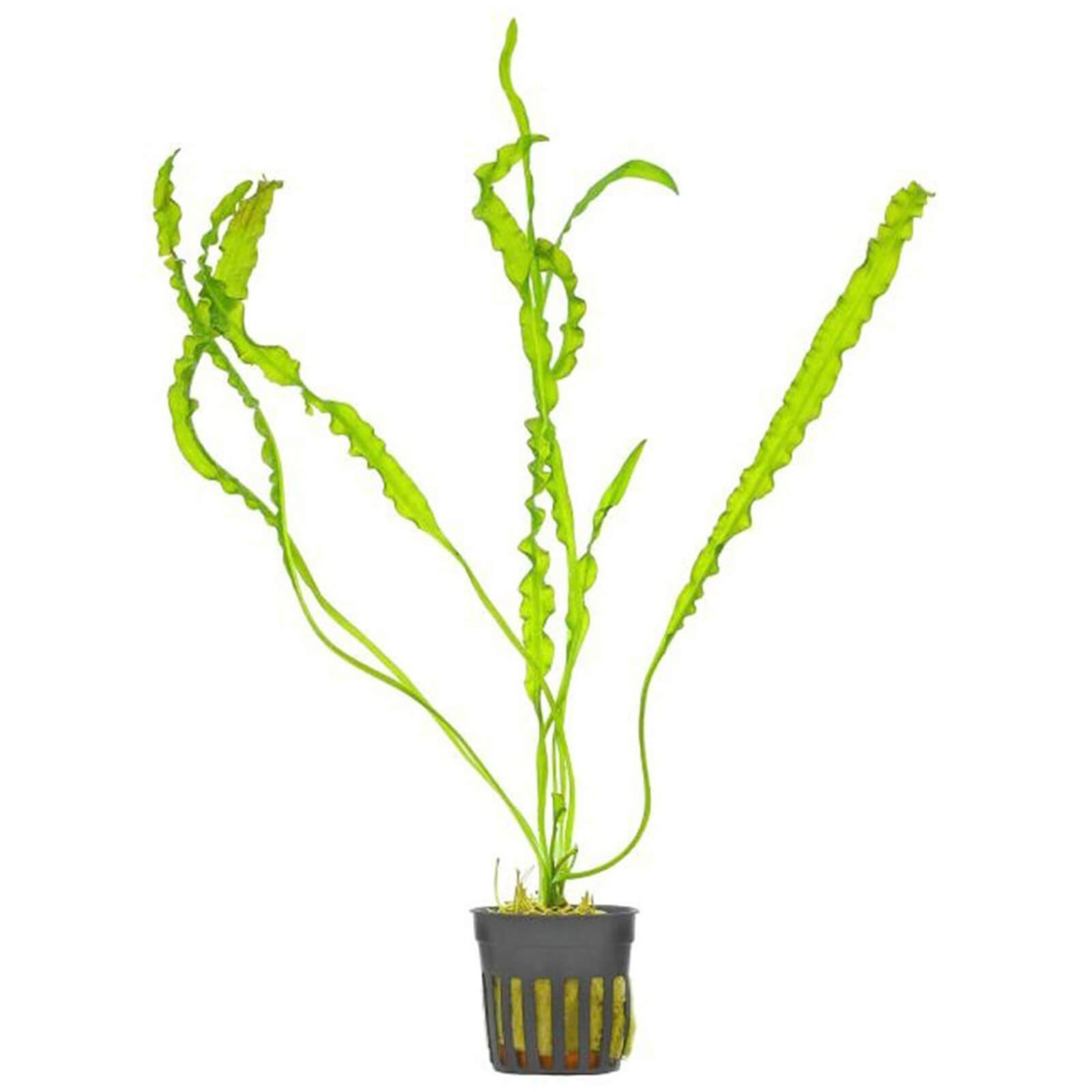 Aponogeton crispus pianta acquatica a foglia ondulata verde chiaro per acquario tropicale