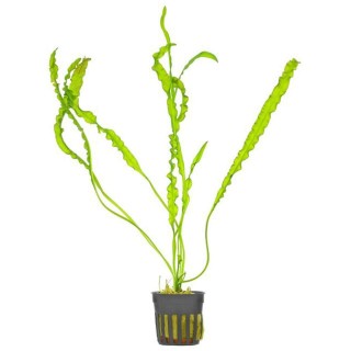 Aponogeton crispus pianta acquatica a foglia ondulata verde chiaro per acquario tropicale