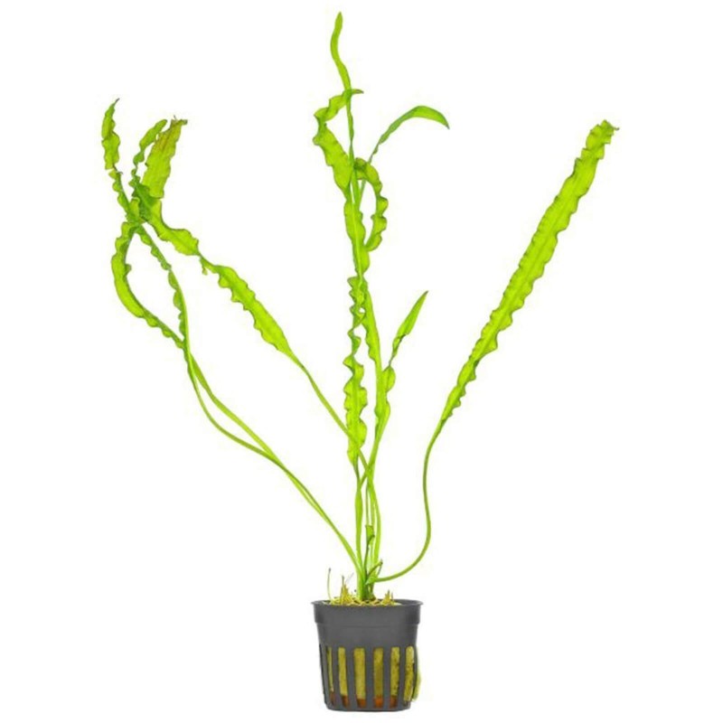 Aponogeton crispus pianta acquatica a foglia ondulata verde chiaro per acquario tropicale
