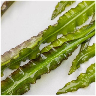 Aponogeton crispus pianta acquatica a foglia ondulata verde chiaro per acquario tropicale