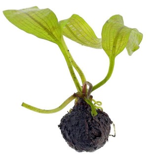 Aponogeton fenestralis