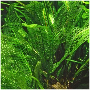 Aponogeton fenestralis