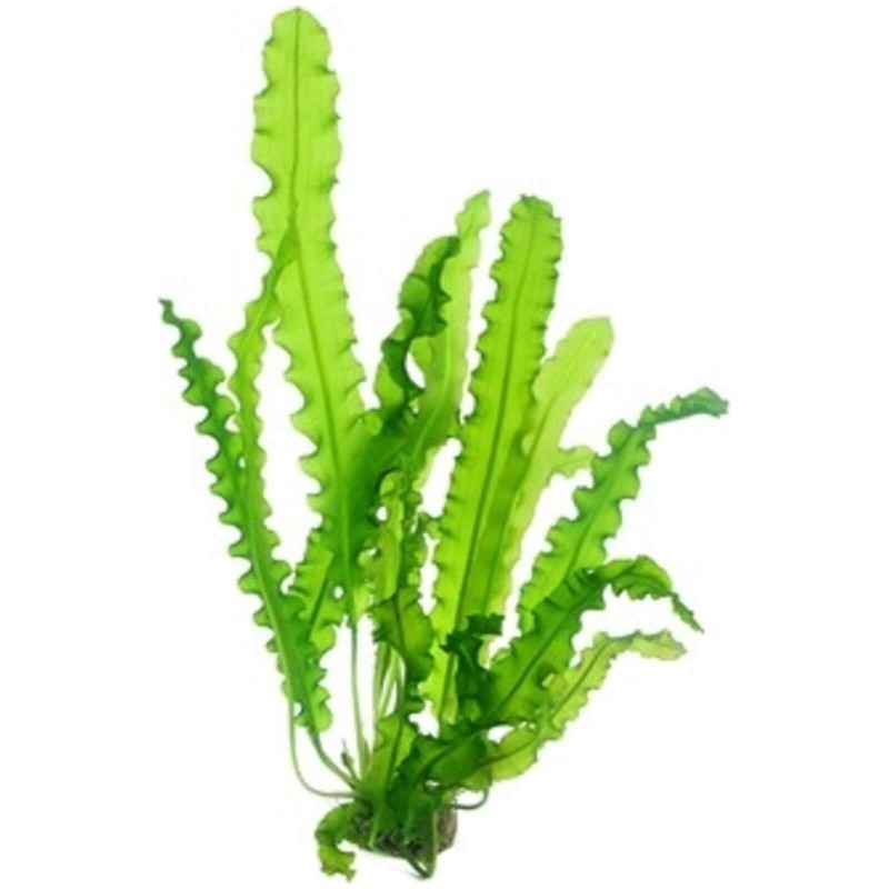 Aponogeton longiplumulosus pianta a bulbo per acquario con foglie ondulate