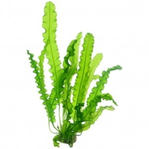 Aponogeton longiplumulosus pianta a bulbo per acquario con foglie ondulate