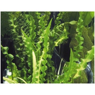 Aponogeton longiplumulosus pianta a bulbo per acquario con foglie ondulate
