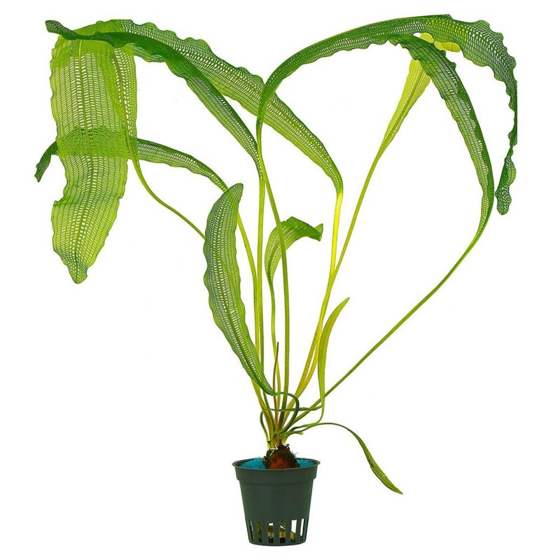 Aponogeton madagascariensis henkelianus pianta acquatica rara a foglie reticolate per acquari