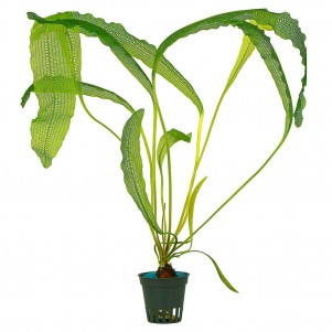 Aponogeton madagascariensis henkelianus pianta acquatica rara a foglie reticolate per acquari