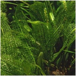 Aponogeton madagascariensis henkelianus pianta acquatica rara a foglie reticolate per acquari