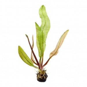 Aponogeton madagascariensis henkelianus pianta acquatica rara a foglie reticolate per acquari
