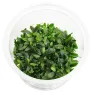 Bucephalandra sp. Maia in vitro