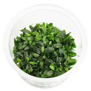 Bucephalandra maia pianta epifita a crescita lenta con foglie verde-bronzo per acquari naturali