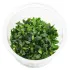 Bucephalandra maia pianta epifita a crescita lenta con foglie verde-bronzo per acquari naturali