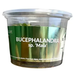 Bucephalandra maia pianta epifita a crescita lenta con foglie verde-bronzo per acquari naturali 2