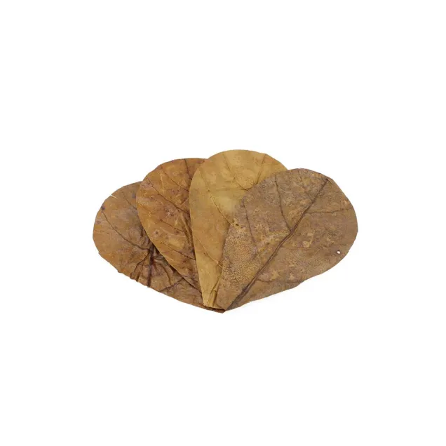 Seachem Foglie di Catappa foglie small