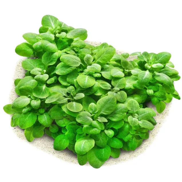 lobelia cardinalis mini pianta da acquario compatta con foglie tonde